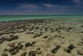 Stromatolite Royalty Free Stock Photo